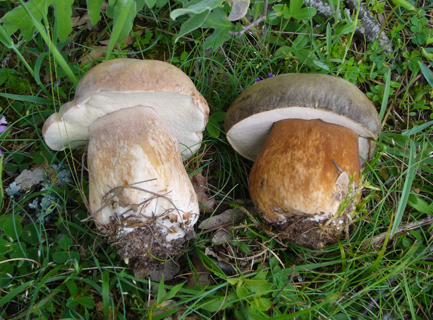 Aereus y Aestivalis Aereus y Aestivalis