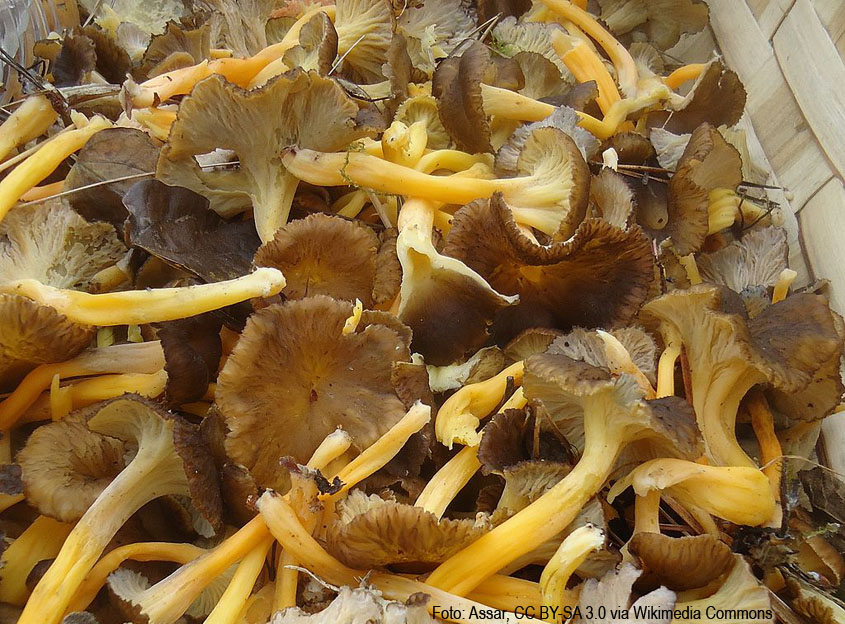 Resumen de fructificaciones y de inventarios de la campaña de otoño 2020 Cesefor Resumen de fructificaciones y de inventarios de la campaña de otoño 2020 Cesefor