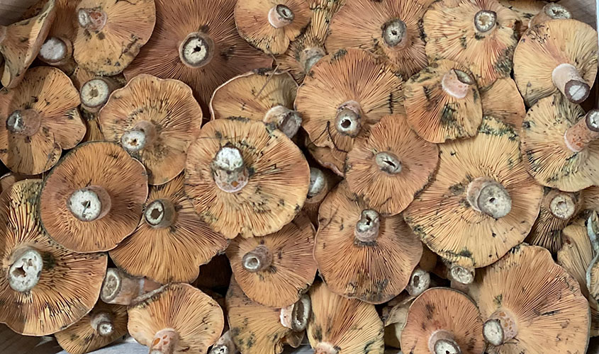 Níscalos caja 2023 Níscalos caja 2023