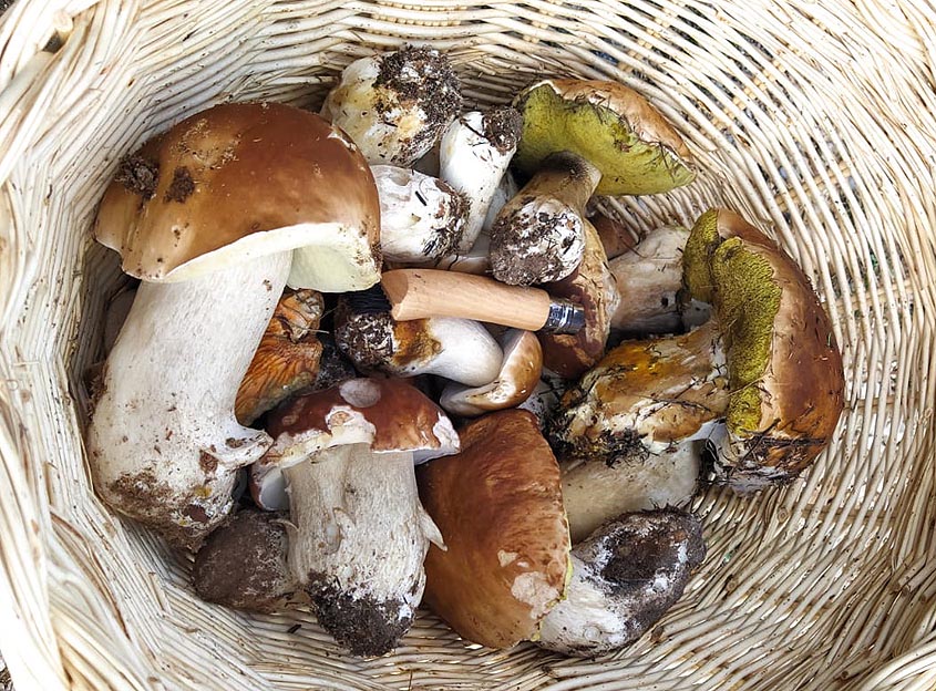 Río Cea comienza la campaña micológica con la apertura del sistema de expedición de permisos Cesefor Río Cea comienza la campaña micológica con la apertura del sistema de expedición de permisos Cesefor