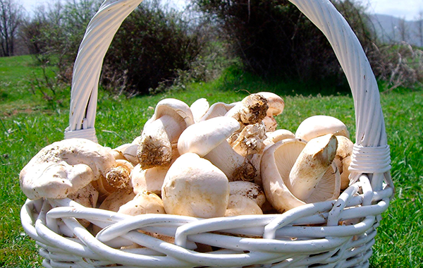 Perretxicos Perretxicos