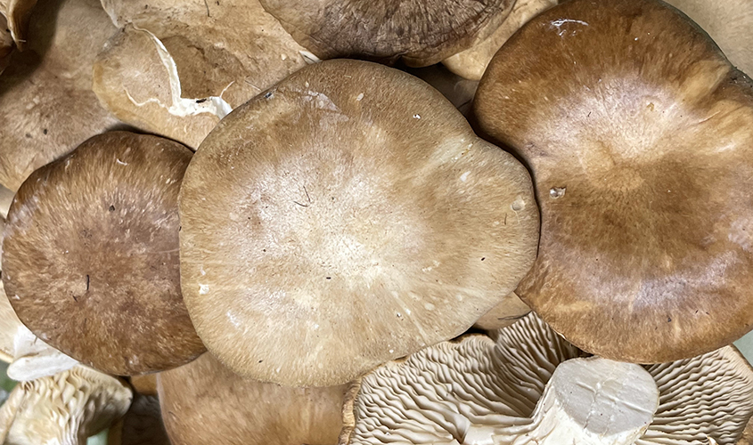 Seta de cardo Pleurotus eryngii Seta de cardo Pleurotus eryngii
