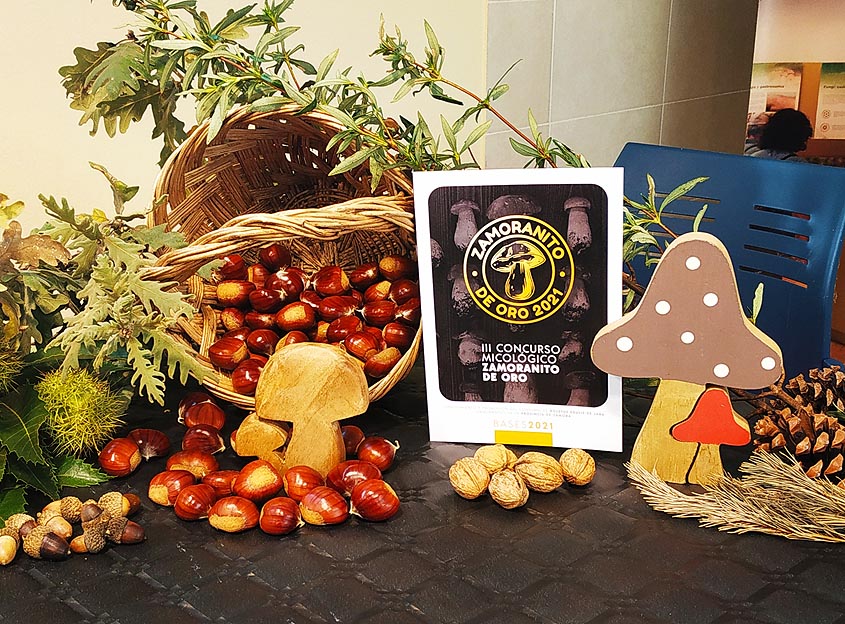 Gran participación en las actividades El Zamoranito de Oro y Chiquisetas Gran participación en las actividades El Zamoranito de Oro y Chiquisetas